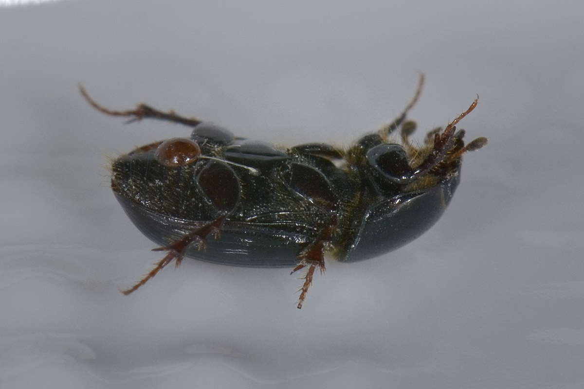 Uropodidae?